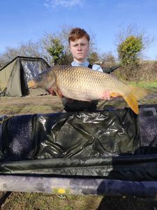 Common Carp