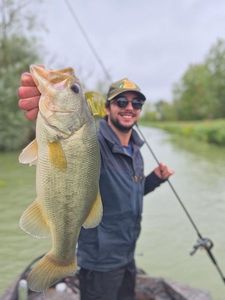 Largemouth Bass