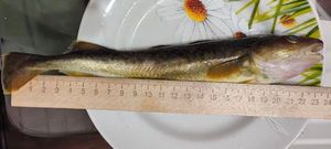 Navaga