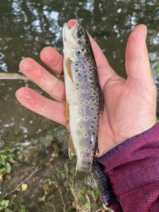 Brown Trout