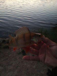 European Perch