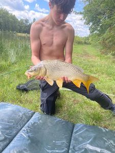 Common Carp