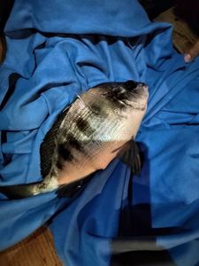 Black Seabream