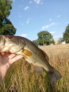Largemouth Bass