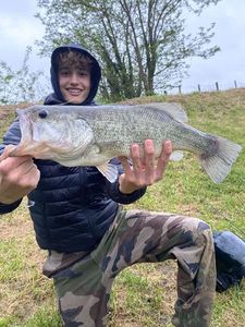 Largemouth Bass