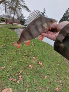 European Perch