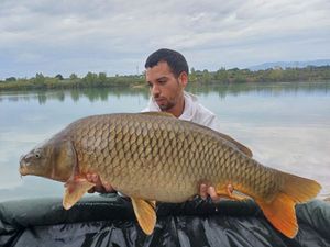 Common Carp