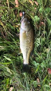 Smallmouth Bass