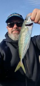 Mediterranean Horse Mackerel