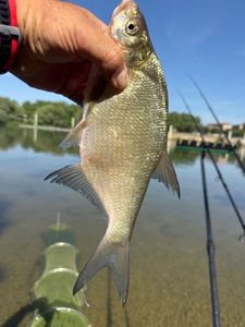 Common Bream
