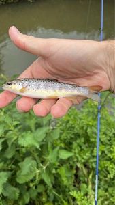 Brown Trout