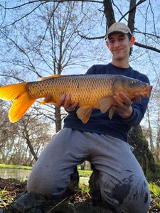 Common Carp