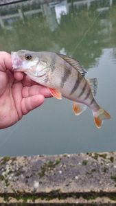 European Perch