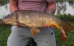 Common Carp
