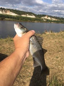 European Bass (Seabass)