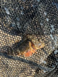 Brown Scorpionfish