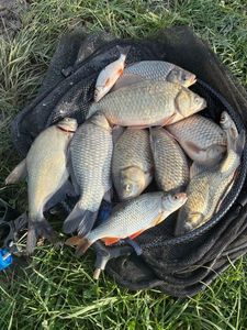 Crucian Carp