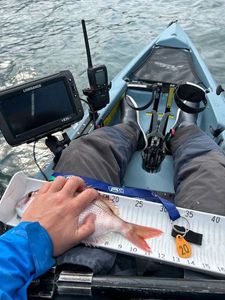 Red Porgy