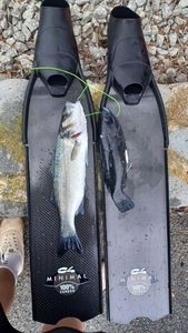 European Bass (Seabass)