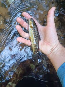 Brown Trout