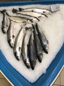Atlantic Salmon