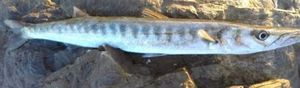 Great Barracuda