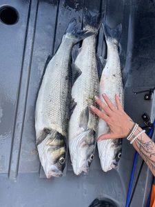 European Bass (Seabass)