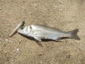 European Bass (Seabass)