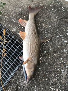 Barbel