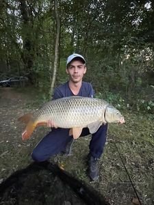 Common Carp