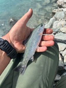 Rainbow Trout