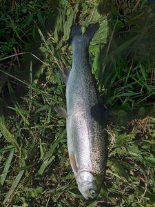 Rainbow Trout