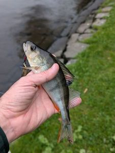 European Perch