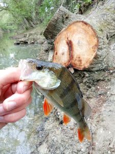 European Perch