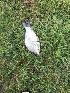 Crucian Carp
