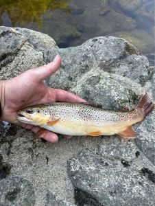 Brown Trout