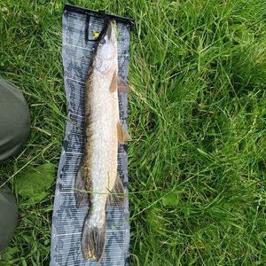 Northern Pike