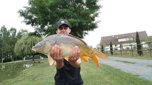 Mirror Carp