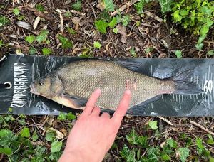 Common Bream