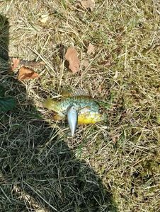 Green Sunfish