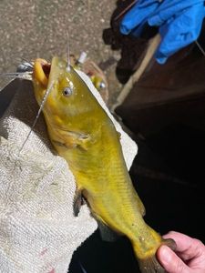Black Bullhead