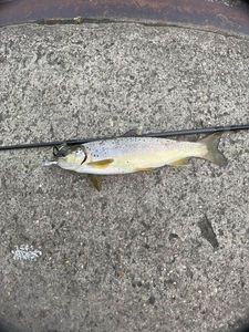 Rainbow Trout