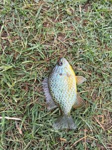 Green Sunfish