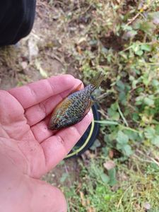 Pumpkinseed