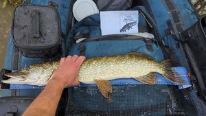 Northern Pike
