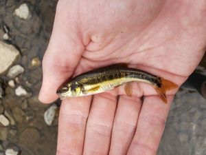 Common Minnow