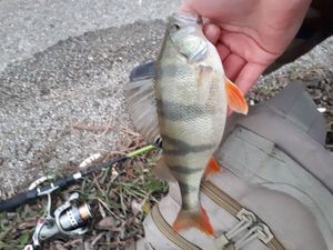 European Perch