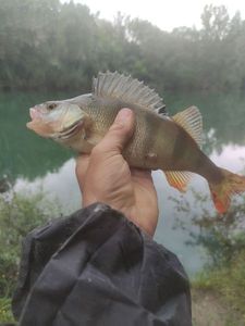 European Perch