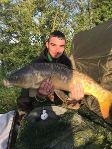 Mirror Carp