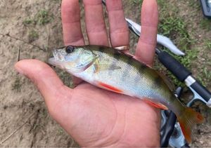European Perch
